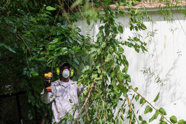 Lawn Pest Prevention in Converse, TX